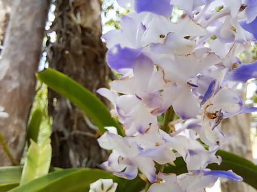 Foto de Orquídea