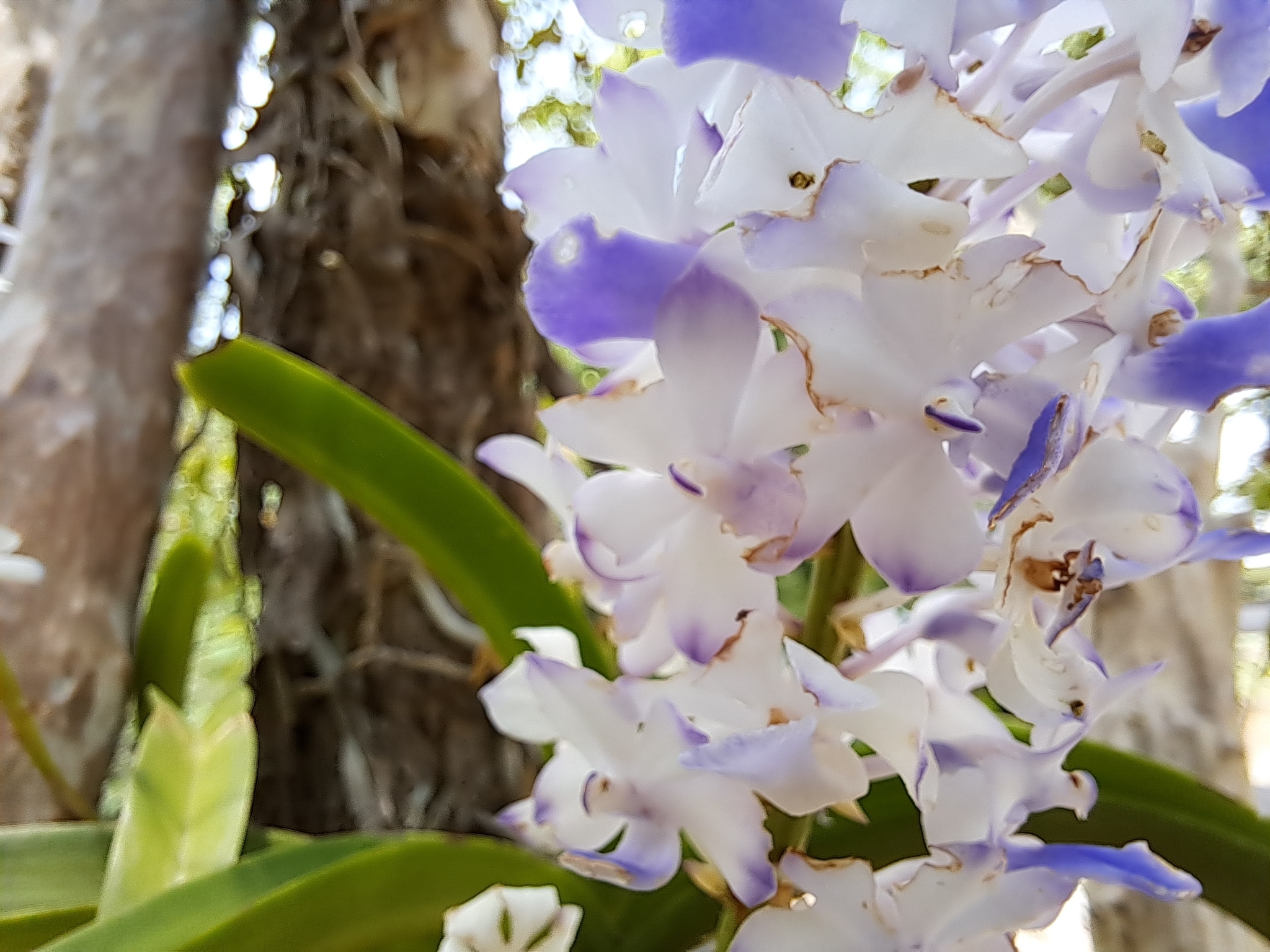 Imagem de Orquídea