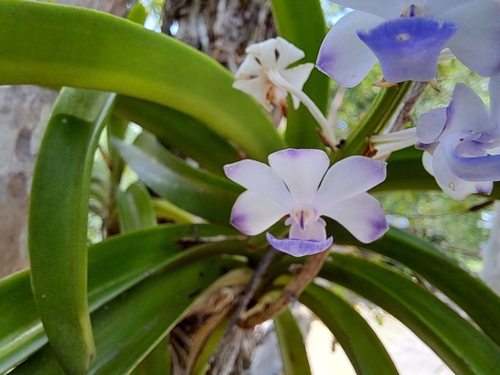 Foto de Orquídea