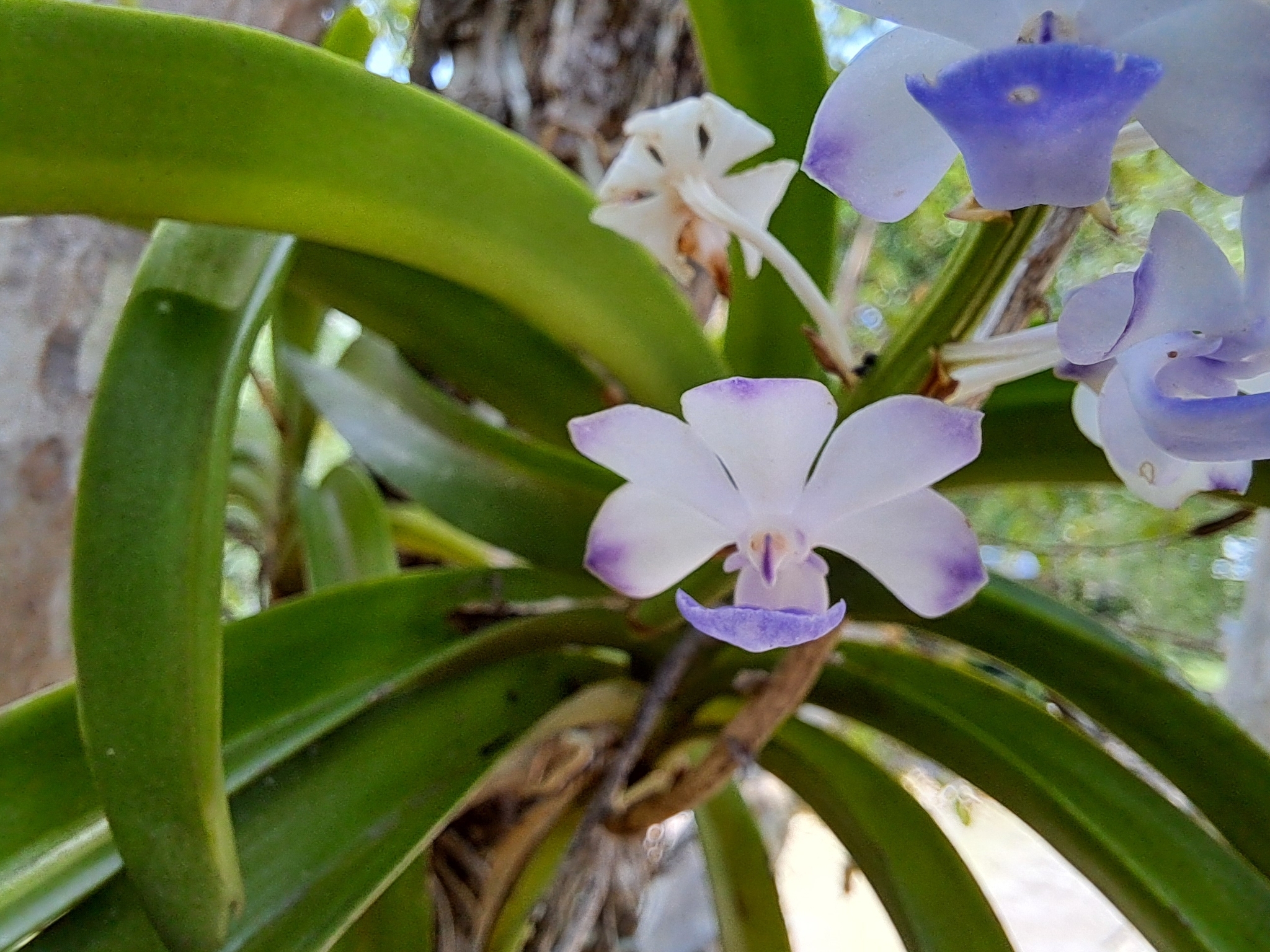 Imagem de Orquídea