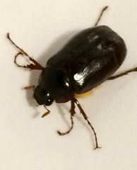 Phyllophaga anxia