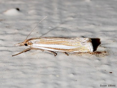 Crambus laqueatellus