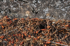 Trifolium willdenovii