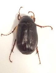 Phyllophaga anxia