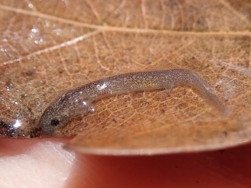 Valdina Farms Salamander, Eurycea troglodytes