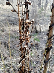 Cuscuta lupuliformis