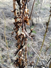 Cuscuta lupuliformis