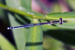 Agriocnemis lacteola