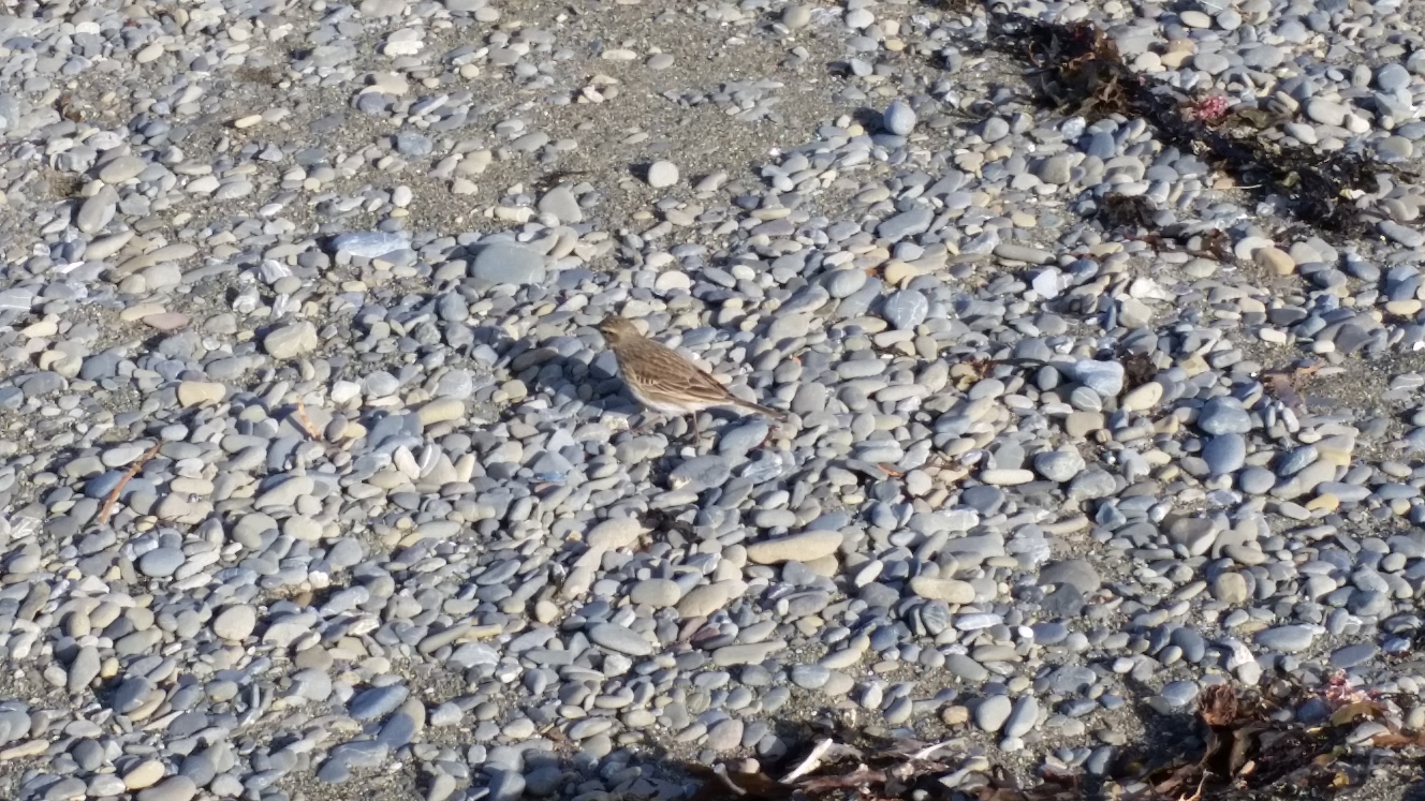New Zealand Pipit