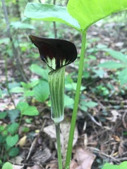 Arisaema triphyllum