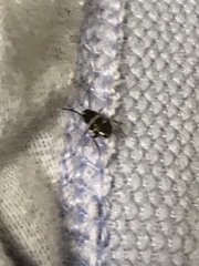 Periplaneta fuliginosa