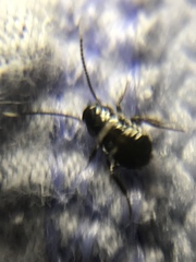 Periplaneta fuliginosa