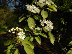 Crataegus pennsylvanica
