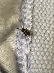 Periplaneta fuliginosa