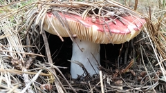 Russula californiensis