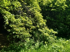 Crataegus pennsylvanica