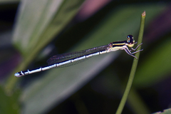 Agriocnemis lacteola