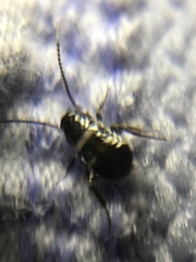 Periplaneta fuliginosa