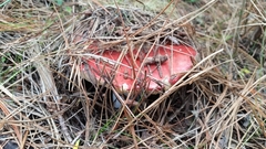 Russula californiensis