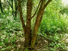 Crataegus pennsylvanica