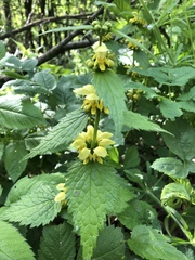 Lamium galeobdolon