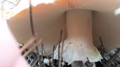 Russula californiensis