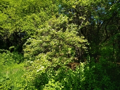 Crataegus pennsylvanica