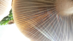 Russula californiensis