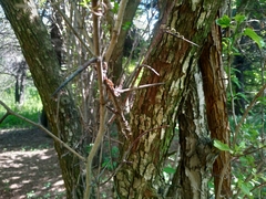 Crataegus pennsylvanica