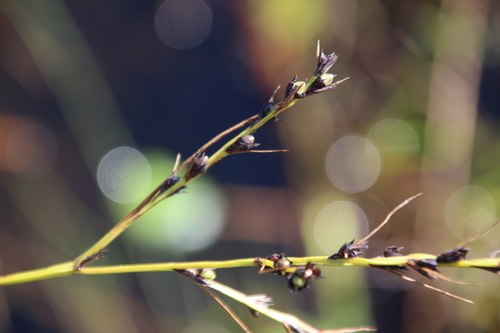 Image of Scleria lacustris by no rights reserved