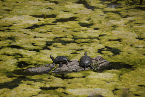 Northwestern Pond Turtle