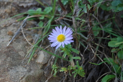 Aster hispidus