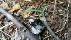 Chrysopilus davisi