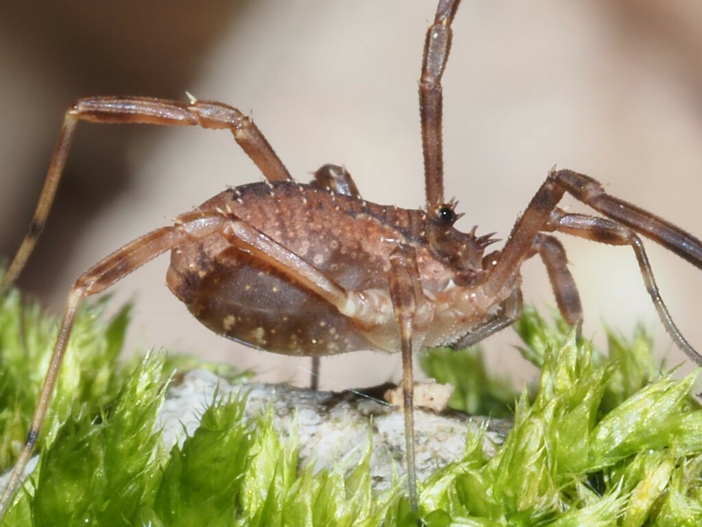 Odiellus granulatus