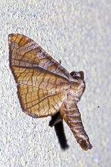 Thyrididae