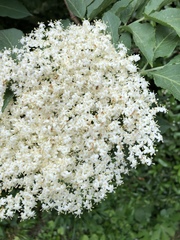 Sambucus nigra