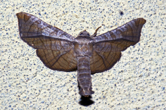 Thyrididae