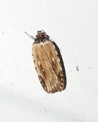 Agonopterix atrodorsella