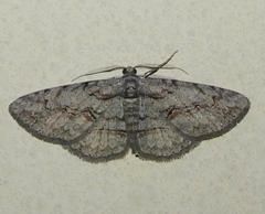 Iridopsis vellivolata