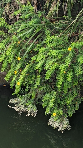 Hypericum subalatum, photograph 4