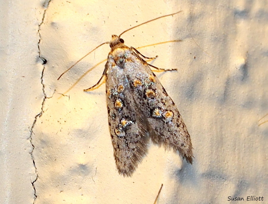 Fruitworm Moths