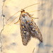 Carposinidae - Photo (c) Susan Elliott, algunos derechos reservados (CC BY-NC), uploaded by Susan Elliott