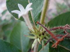 Sabicea cinerea