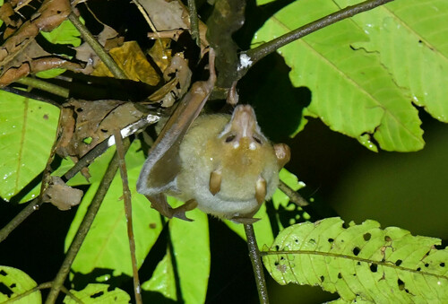 Styloctenium wallacei