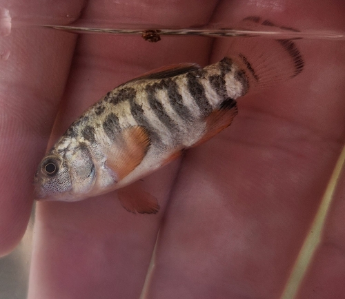 Sheepshead minnow (Cyprinodon variegatus) — Cyprinodontidae — 4