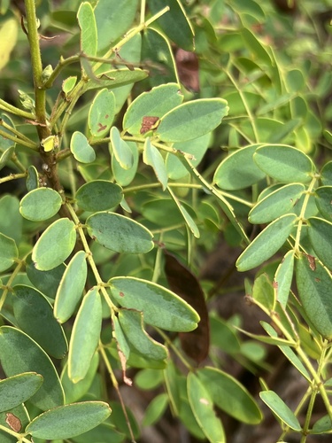 Senna gaudichaudii observed 2024-05-18