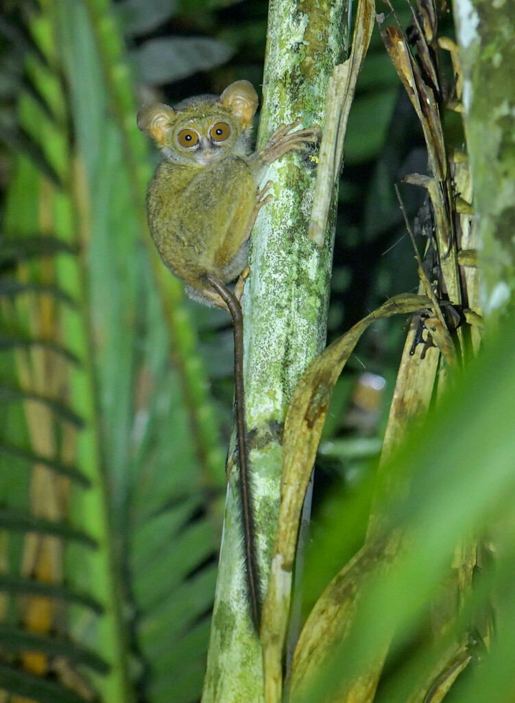 Jatna's Tarsier (Tarsius supriatnai)