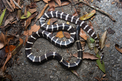 Many-Banded Krait photo 1