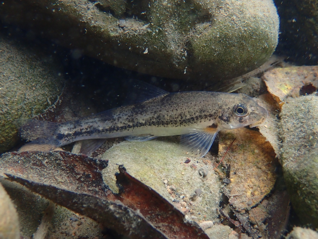 Short-Nose Gudgeon