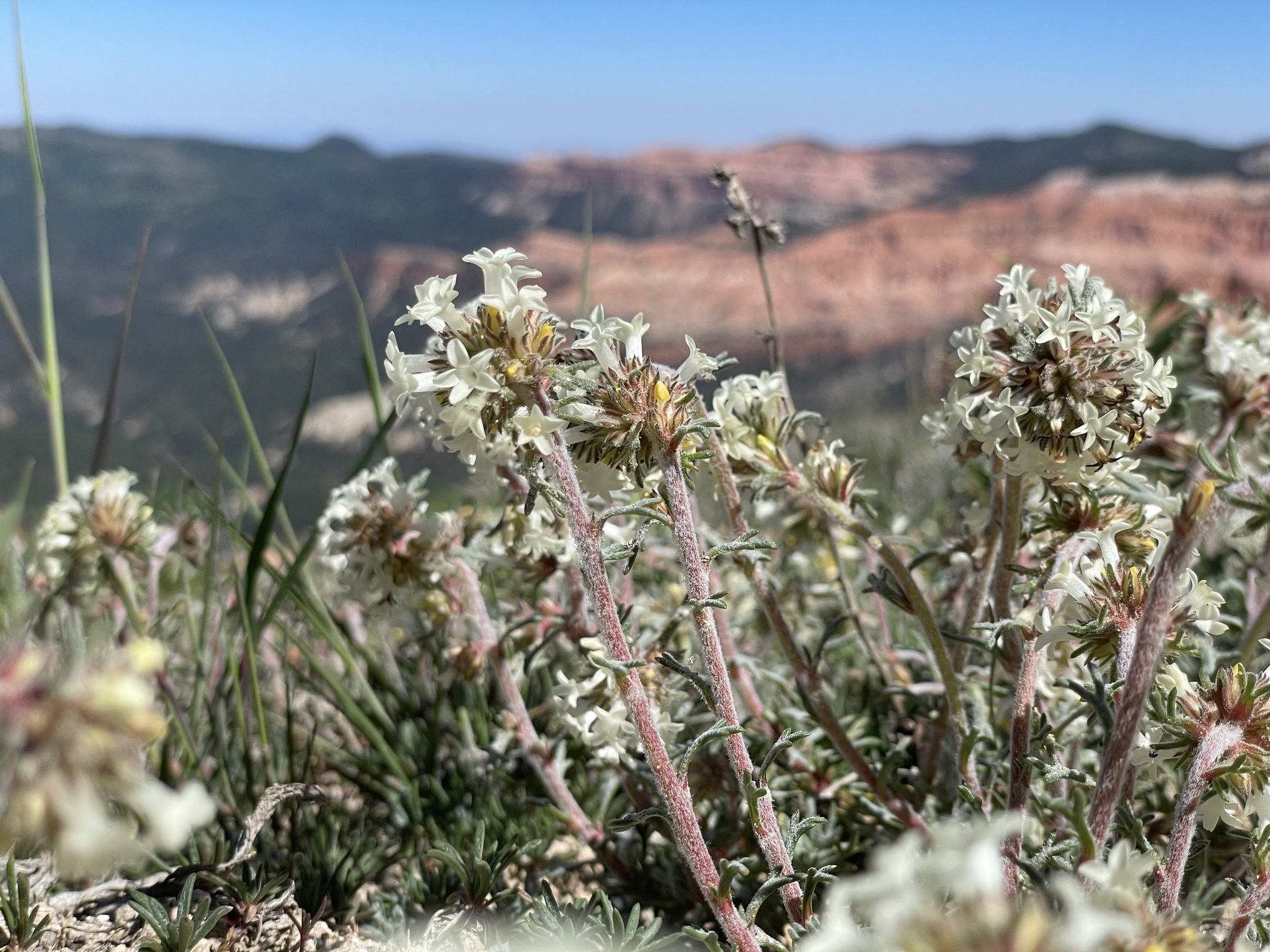 Ipomopsis spicata ssp. tridactyla